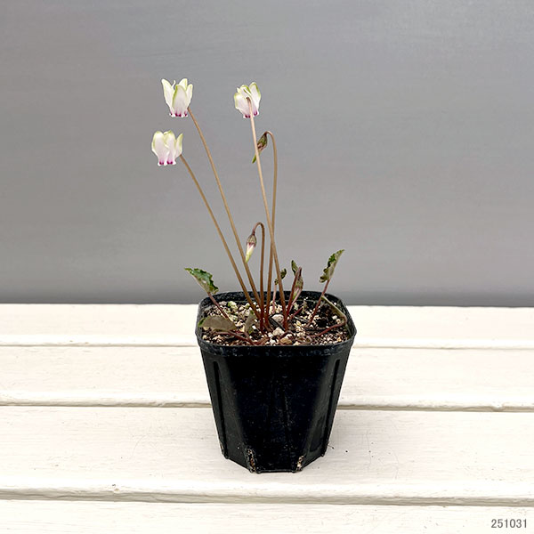 シクラメン（原種系）：ヘデリフォリウム　ヴェルデ交配【260649】3号ポット【現品販売】