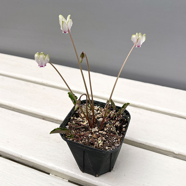 シクラメン（原種系）：ヘデリフォリウム　ヴェルデ交配【260649】3号ポット【現品販売】