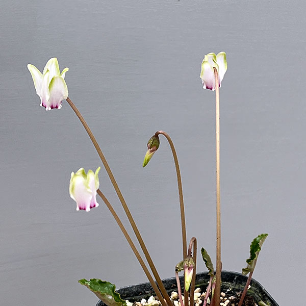 シクラメン（原種系）：ヘデリフォリウム　ヴェルデ交配【260649】3号ポット【現品販売】