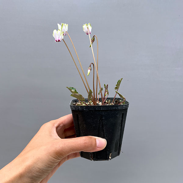 シクラメン（原種系）：ヘデリフォリウム　ヴェルデ交配【260649】3号ポット【現品販売】