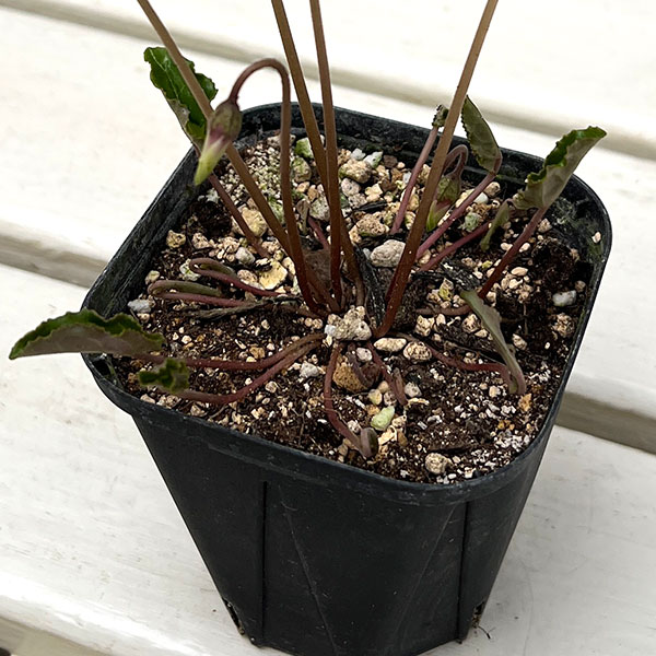 シクラメン（原種系）：ヘデリフォリウム　ヴェルデ交配【260649】3号ポット【現品販売】