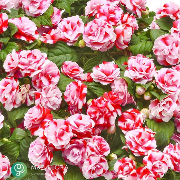 [26年4月上旬予約]フィエスタ+Plus：スパークラーストロベリー3号ポット