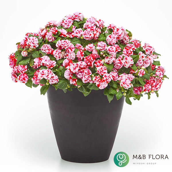 [26年4月上旬予約]フィエスタ+Plus：スパークラーストロベリー3号ポット