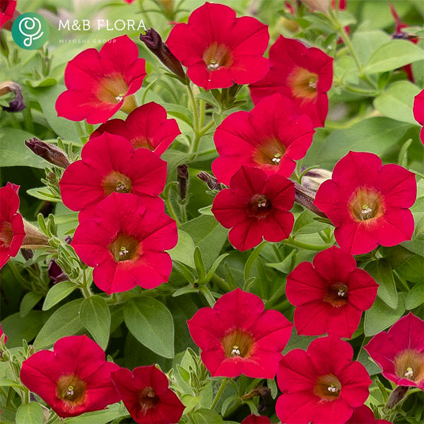 [26年4月上旬予約]ペチュニア：ＹＥＳ！（イエス）レッド3-3.5号ポット