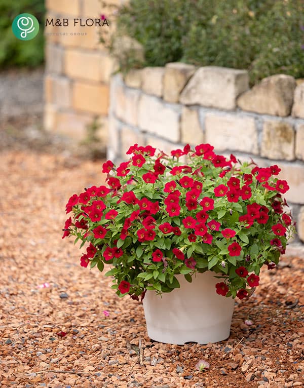 [26年4月上旬予約]ペチュニア：ＹＥＳ！（イエス）レッド3-3.5号ポット