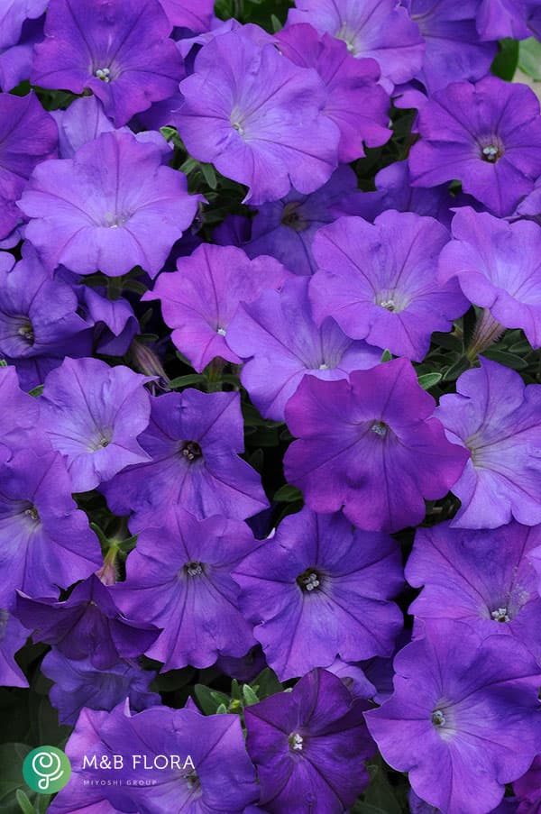 [26年4月上旬予約]ペチュニア：ウェーブ デニム3.5号ポット