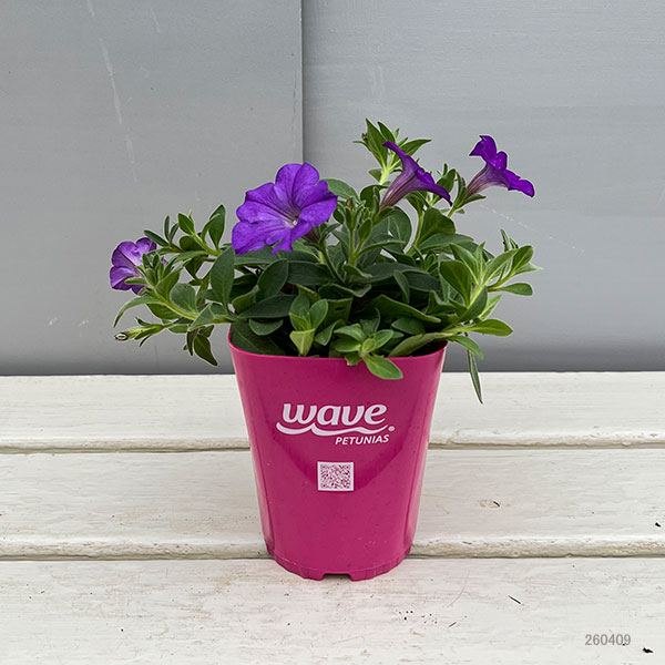 ペチュニア：ウェーブ デニム3.5号ポット