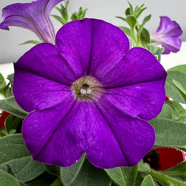 ペチュニア：ウェーブ デニム3.5号ポット