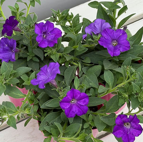 ペチュニア：ウェーブ デニム3.5号ポット