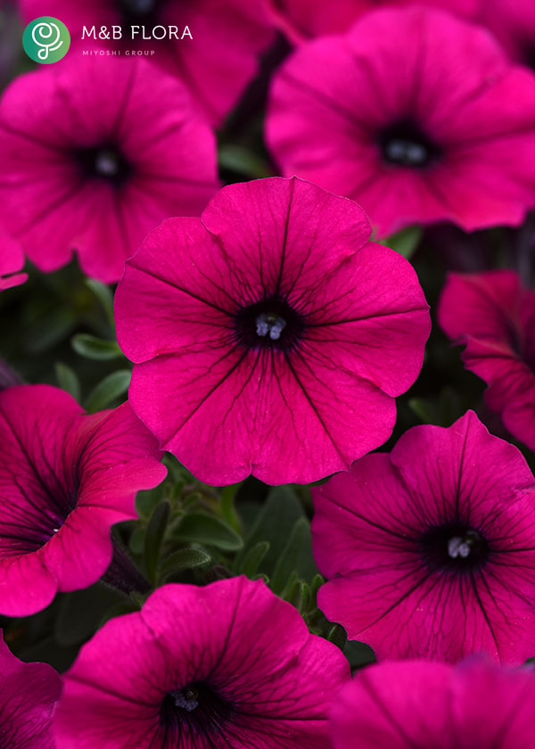 [26年4月上旬予約]ペチュニア：ウェーブ パープル3.5号ポット