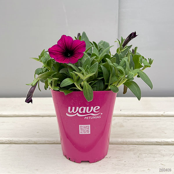 ペチュニア：ウェーブ パープル3.5号ポット