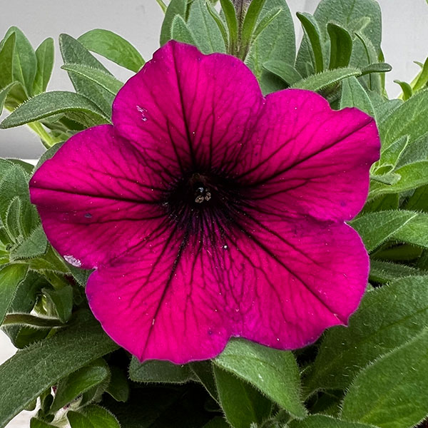 ペチュニア：ウェーブ パープル3.5号ポット