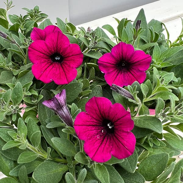 ペチュニア：ウェーブ パープル3.5号ポット