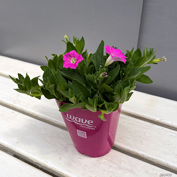 ペチュニア：ウェーブ ピンクシェード3.5号ポット