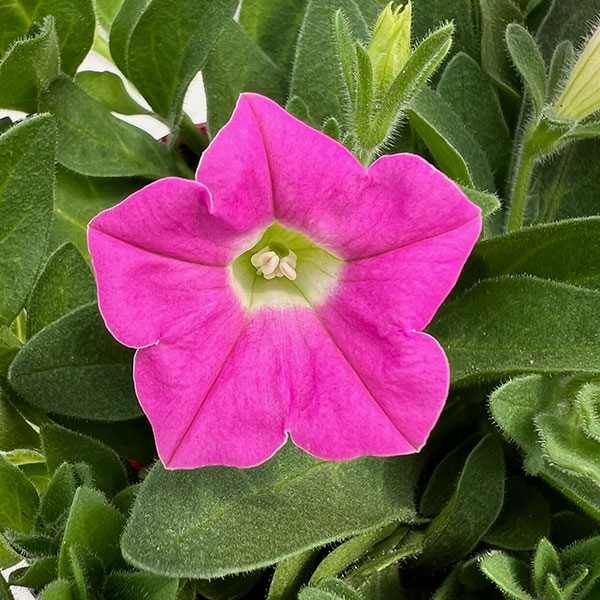 ペチュニア：ウェーブ ピンクシェード3.5号ポット