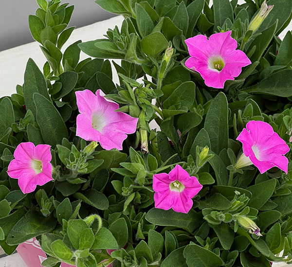 ペチュニア：ウェーブ ピンクシェード3.5号ポット