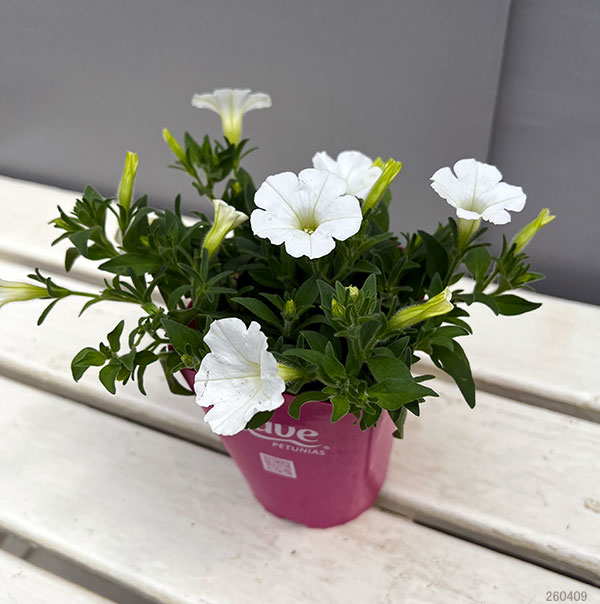 ペチュニア：ウェーブ ホワイト3.5号ポット