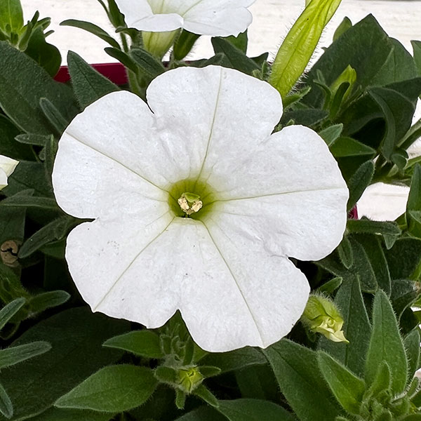 ペチュニア：ウェーブ ホワイト3.5号ポット