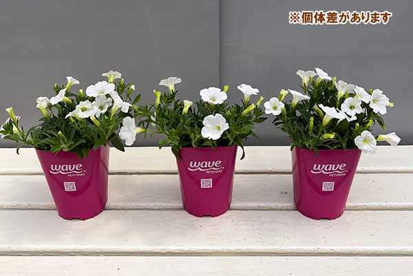 ペチュニア：ウェーブ ホワイト3.5号ポット