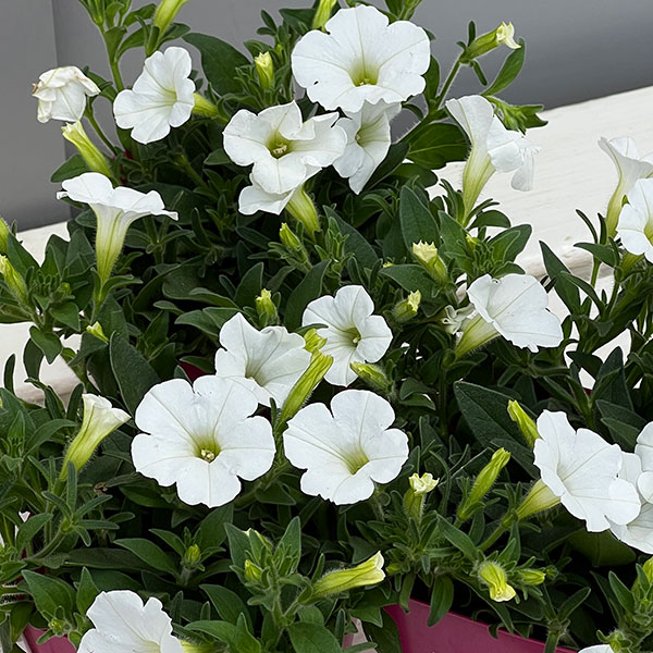 ペチュニア：ウェーブ ホワイト3.5号ポット