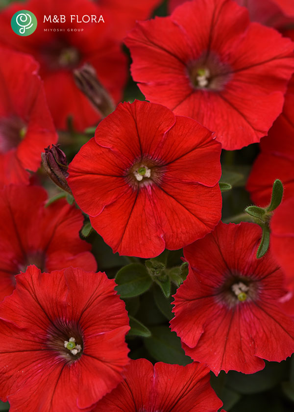 [26年4月上旬予約]ペチュニア：ウェーブ レッド3.5号ポット