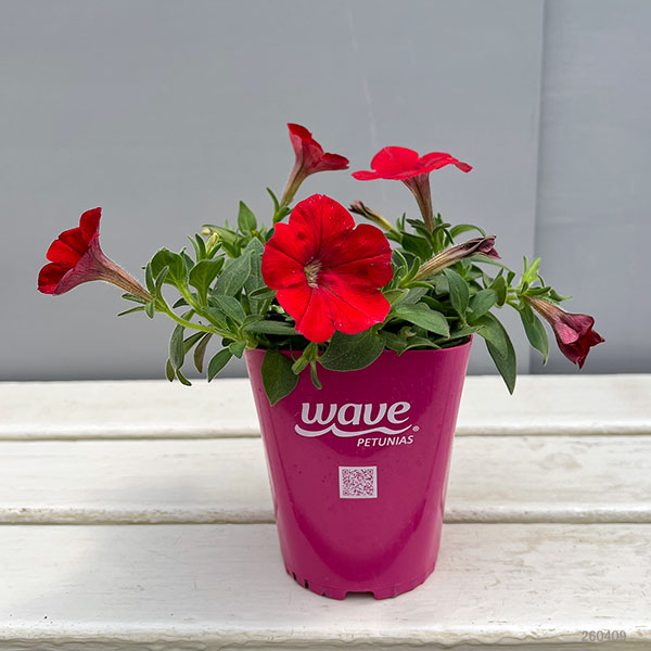 ペチュニア：ウェーブ レッド3.5号ポット