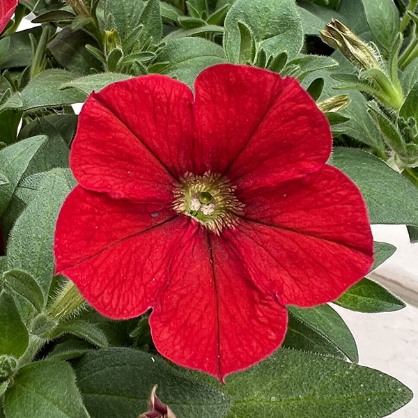 ペチュニア：ウェーブ レッド3.5号ポット