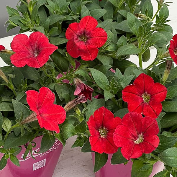 ペチュニア：ウェーブ レッド3.5号ポット