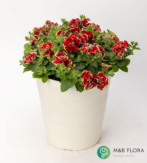 [26年3月中下旬予約]ペチュニア：花衣（はなごろも）茜染（あかねぞめ）3.5号ポット