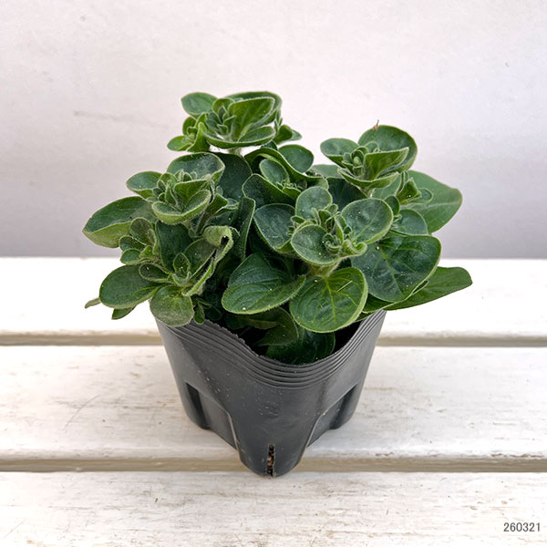 ペチュニア：花衣　茜染（あかねぞめ）3.5号ポット