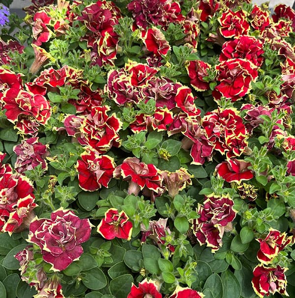 園芸ネット本店｜ペチュニア：花衣（はなごろも） 茜染（あかねぞめ