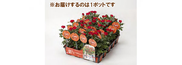 [26年4月上旬予約]ミニバラ：ゼプティ3.5号ポット