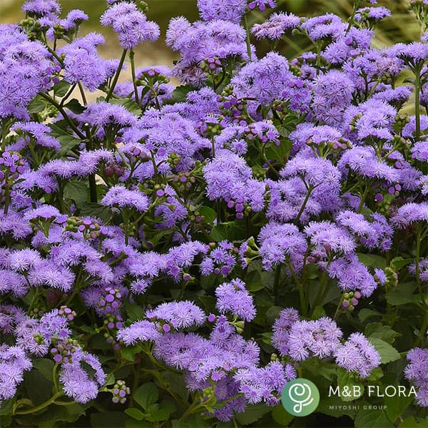 [26年4月下旬予約]アゲラタム：モナークマジック3.5号ポット