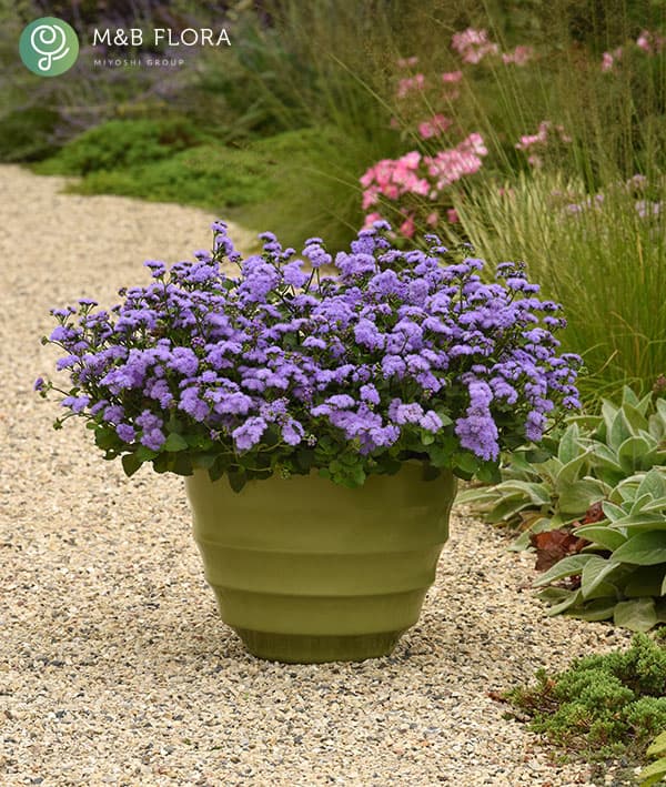 [26年4月下旬予約]アゲラタム：モナークマジック3.5号ポット