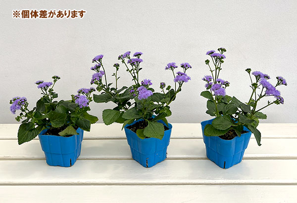 アゲラタム:どんどん花咲くアゲラタム 青と夏3.5号ポット