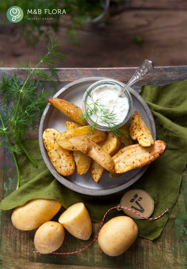 じゃがいもの苗：金のおつまみ芋3号ポット