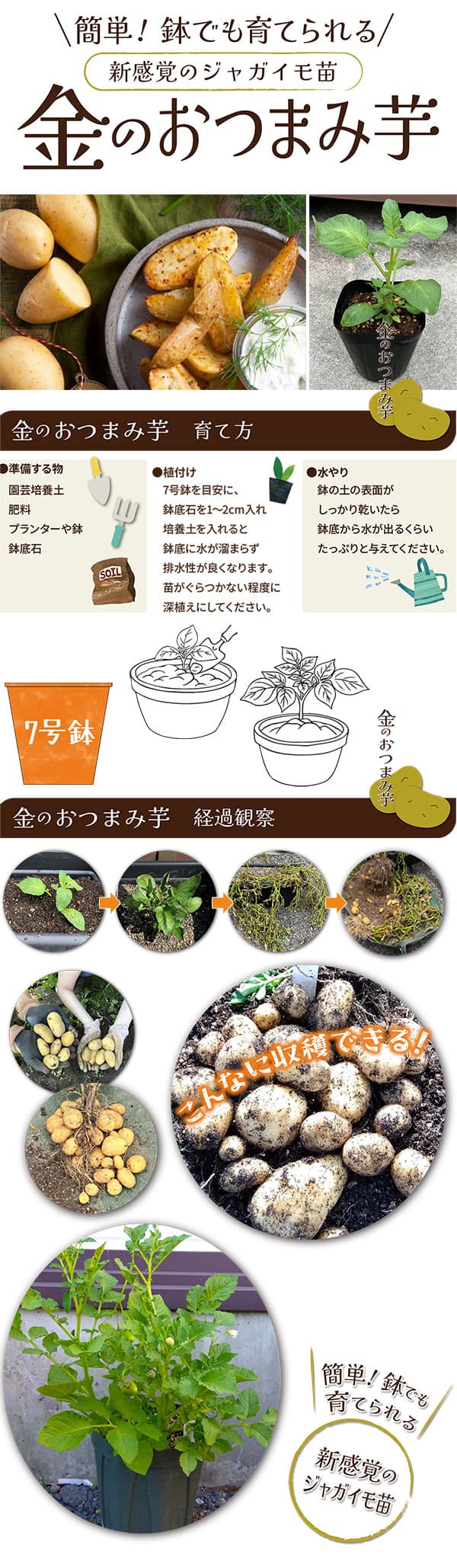 じゃがいもの苗：金のおつまみ芋3号ポット
