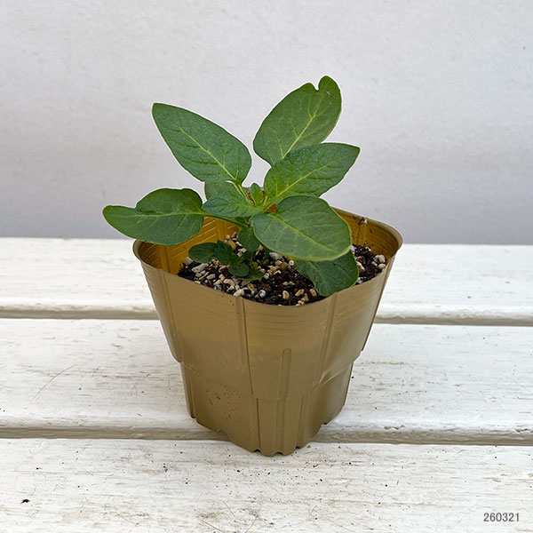 じゃがいもの苗：金のおつまみ芋3号ポット