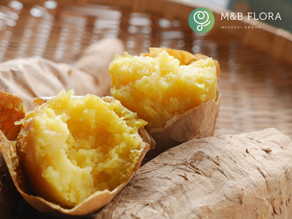 サツマイモ：きみまろこ4連カットパック