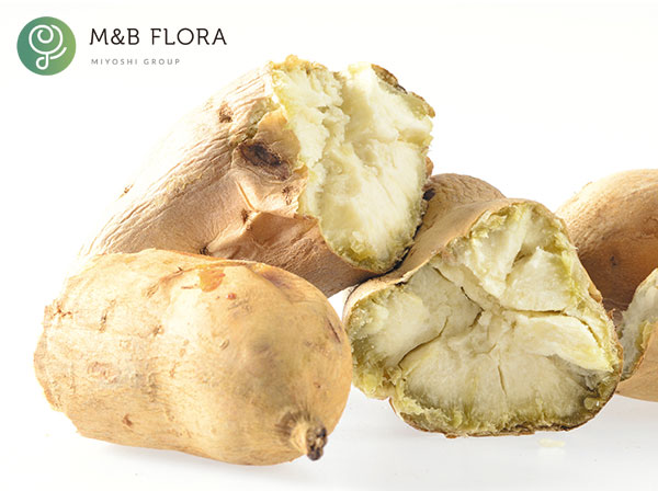 サツマイモ：しろほろりこ4連カットパック