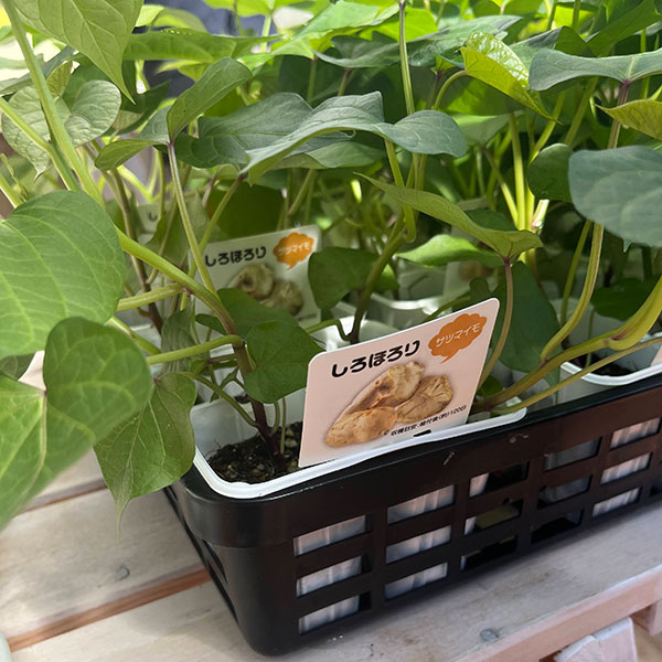 サツマイモ：しろほろり4連カットパック