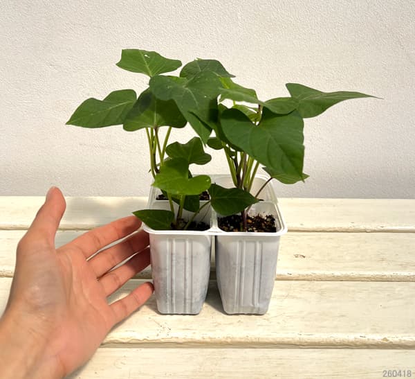 サツマイモ:しろほろり4連カットパック