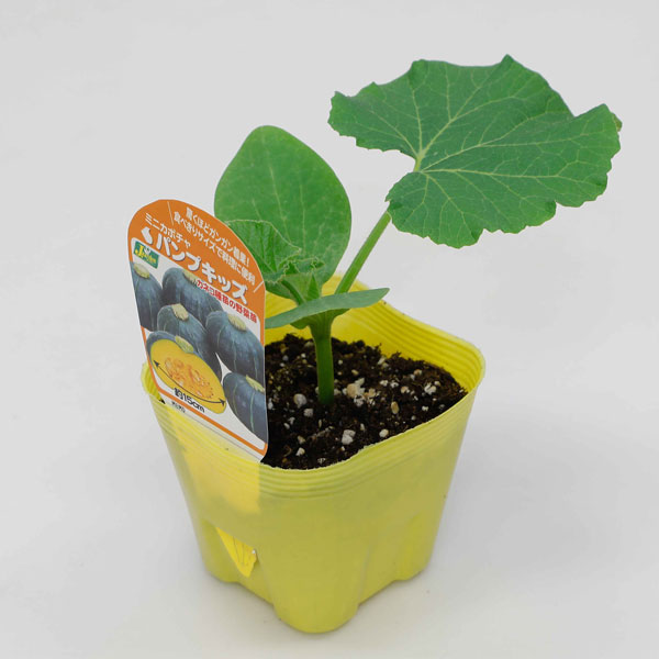 [26年4月下旬予約]カボチャ：パンプキッズ自根苗3.5号ポット