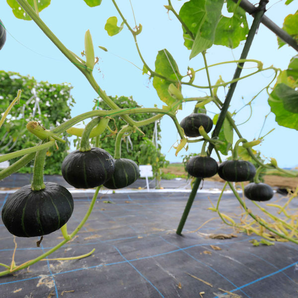 [26年4月下旬予約]カボチャ：パンプキッズ自根苗3.5号ポット