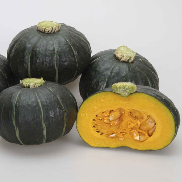 [26年4月下旬予約]カボチャ：パンプキッズ自根苗3.5号ポット