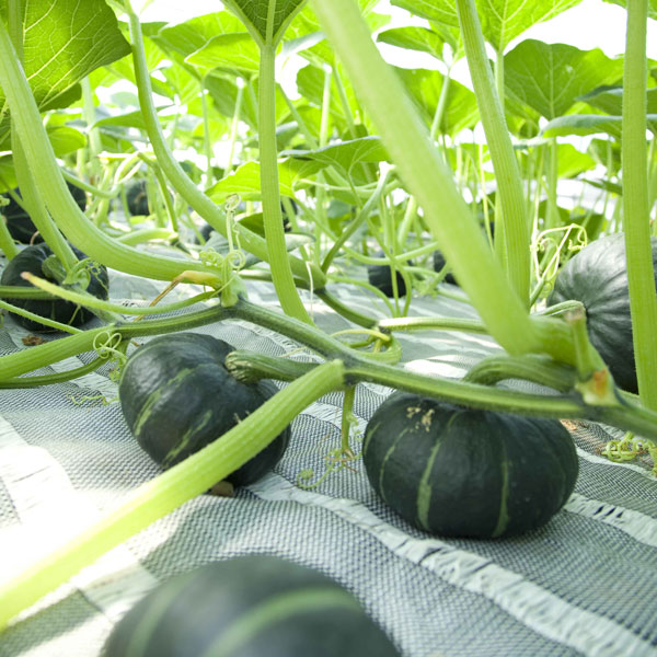 [26年4月下旬予約]カボチャ：パンプキッズ自根苗3.5号ポット