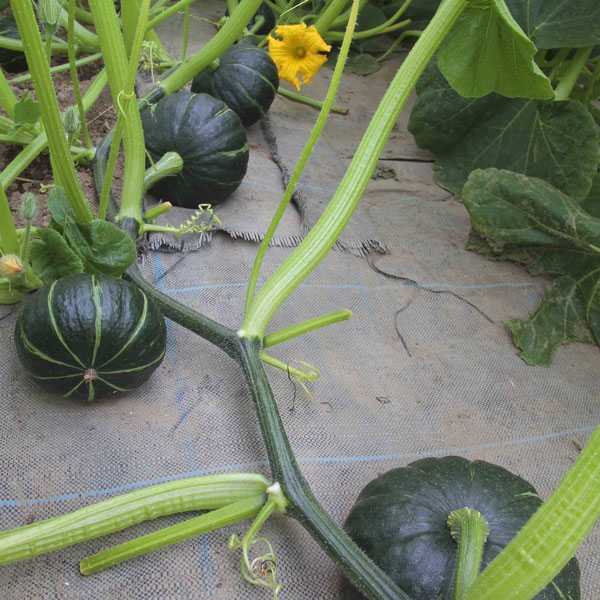 [26年4月下旬予約]カボチャ：パンプキッズ自根苗3.5号ポット