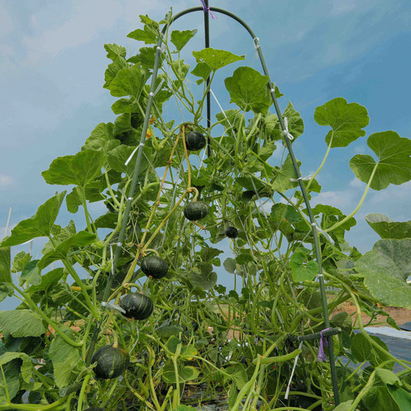 [26年4月下旬予約]カボチャ：パンプキッズ自根苗3.5号ポット