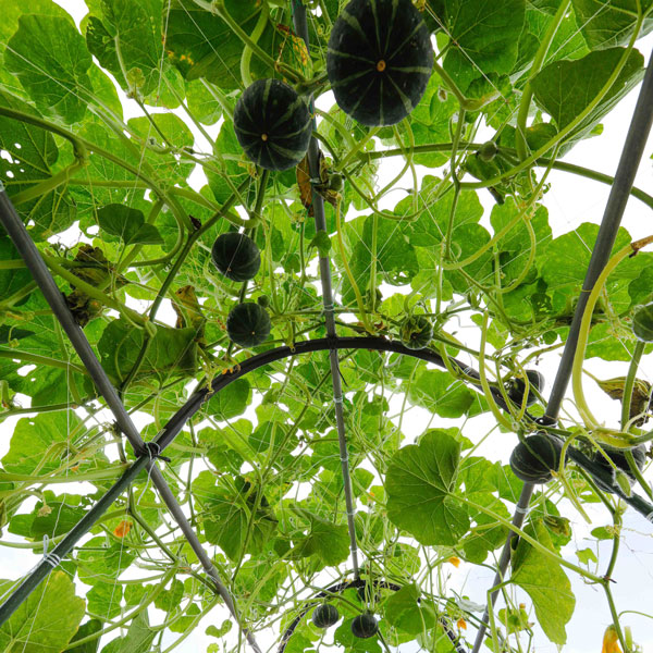 [26年4月下旬予約]カボチャ：パンプキッズ自根苗3.5号ポット