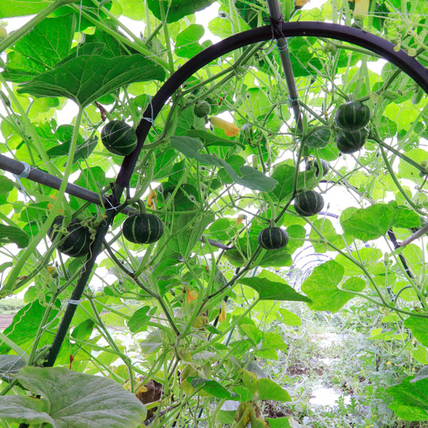 [26年4月下旬予約]カボチャ：パンプキッズ自根苗3.5号ポット